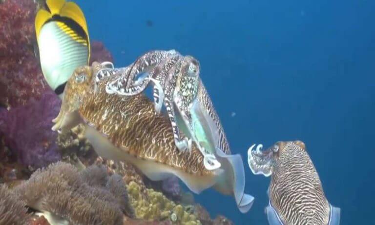 Scuba diving in Thailand cost: A Helpful guide