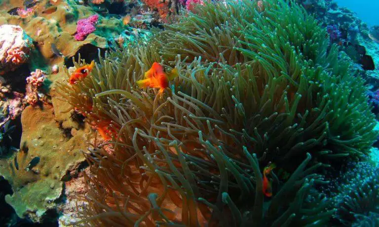 Scuba diving in Thailand cost: A Helpful guide