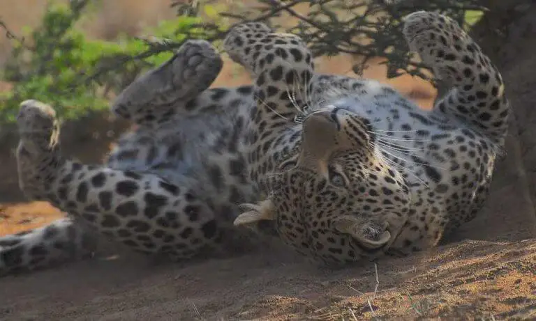 Do you know which are the best Safari Parks In South Africa?
