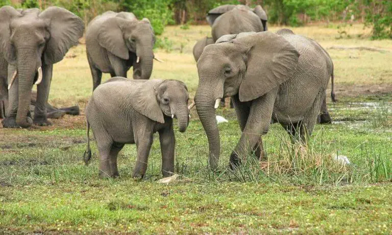 Do you know which are the best Safari Parks In South Africa?