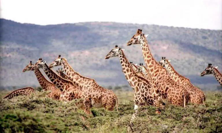 Do you know which are the best Safari Parks In South Africa?
