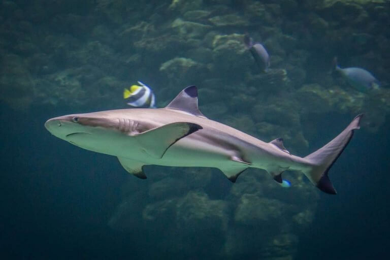 Scuba diving in Thailand cost: A Helpful guide