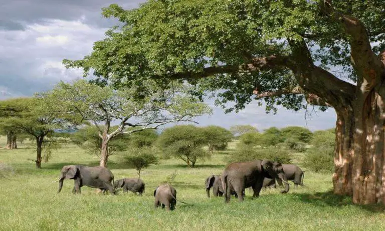 15 Top Rated Tourist Attractions in Tanzania