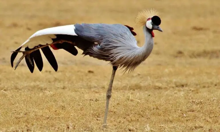 15 Top Rated Tourist Attractions in Tanzania